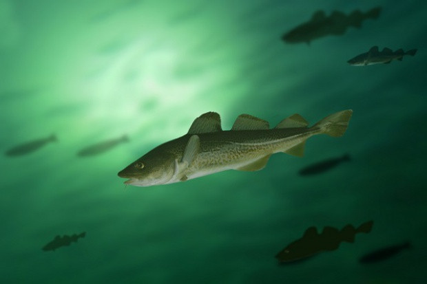 Fot. Shutterstock Rozpoczyna się projekt znakowania dorszy bałtyckich