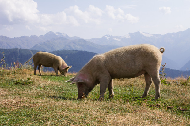 Fot. Shutterstock Sejm uchwalił specustawę ws. ASF