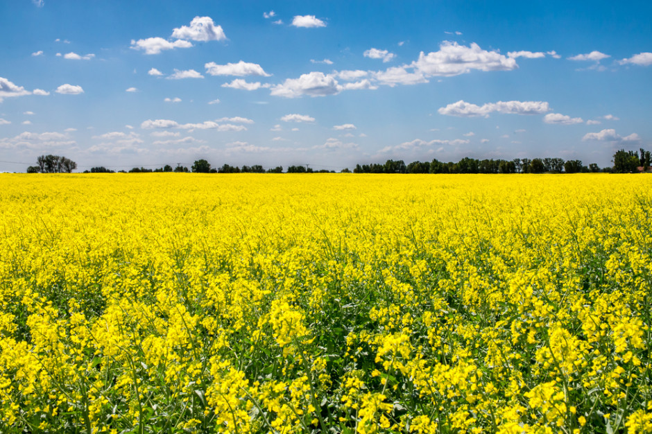 Fot. shutterstock Kolejny rok spadku produkcji rzepaku na świecie