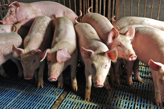 Fot. shutterstock Crédit Agricole: ASF zagrożeniem dla perspektyw polskiego eksportu wieprzowiny
