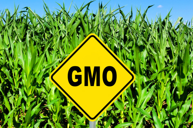 Fot. Shutterstock ICPPC wzywa do natychmiastowego wprowadzenia zakazu upraw GMO w Polsce