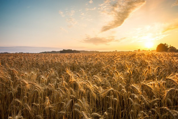 fot. shutterstock.com FAO: Tegoroczna światowa produkcja zbóż wyższa niż oczekiwana w lipcu