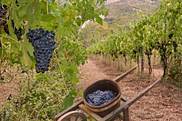 Fot. shutterstock Na portugalskich plantacjach drony pomagają w produkcji wina