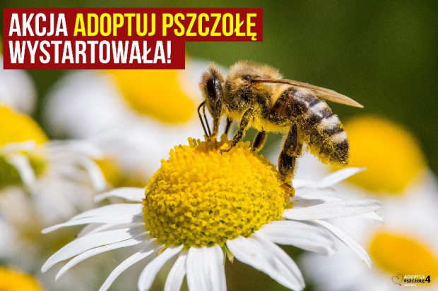 fot. Greenpeace Greenpeace namawia Polaków do adopcji pszczół