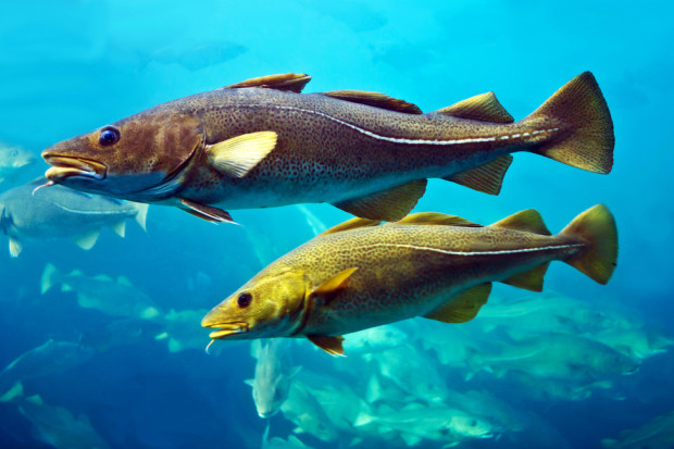 fot. shutterstock Rybacy zaniepokojeni redukcją limitów połowowych na dorsza