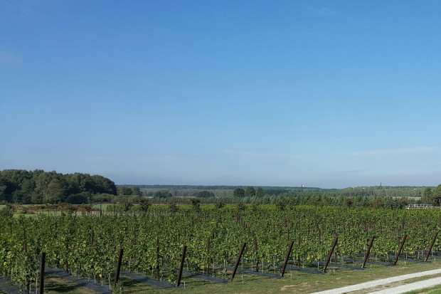 fot. PRW W Polsce trwa moda na zakładanie winnic