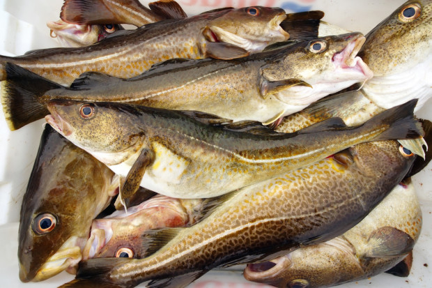 Fot. Shutterstock Dania forsuje limity dorsza 10-krotnie większe od zalecanych przez naukowców