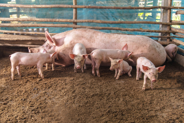 Fot. Shutterstock UE: rośnie produkcja wieprzowiny