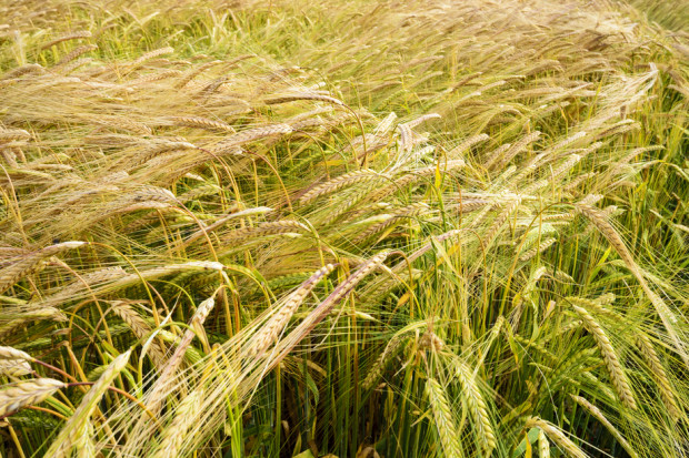 Fot. Shutterstock KE: produkcja zbóż będzie niższa o ponad 5 proc.