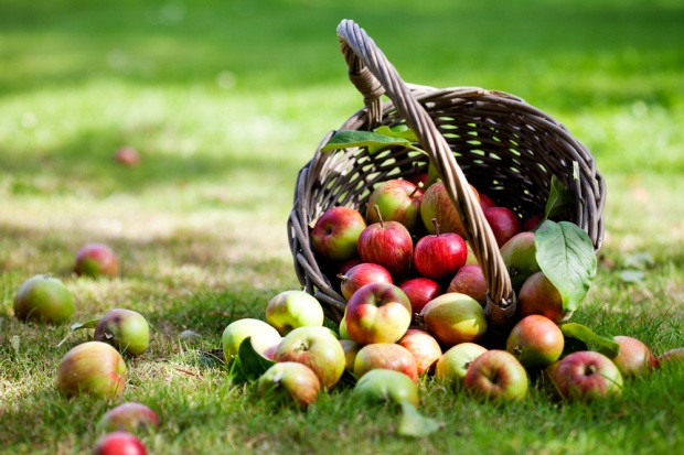 fot. shutterstock.com Sadownicy: Ciągłe zwiększanie produkcji tylko pogrąża branżę