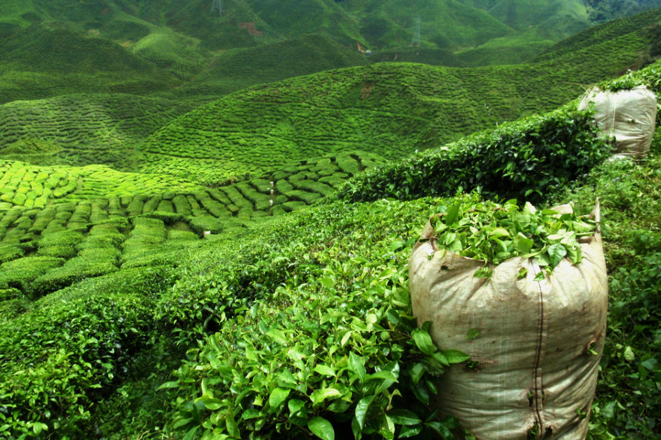 Kenia: susza może odbić się na uprawach herbaty