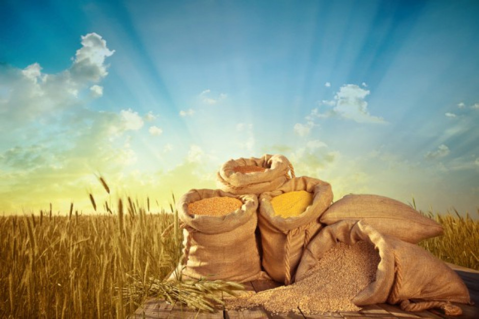 fot.fotolia Bilans pszenicy w sezonie 2016/17 może być bardziej napięty