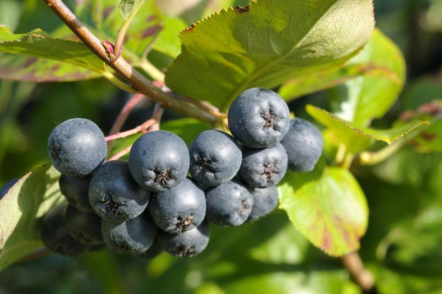 fot. shutterstock Sytuacja plantatorów aronii jest fatalna! Liczą na wsparcie rządu