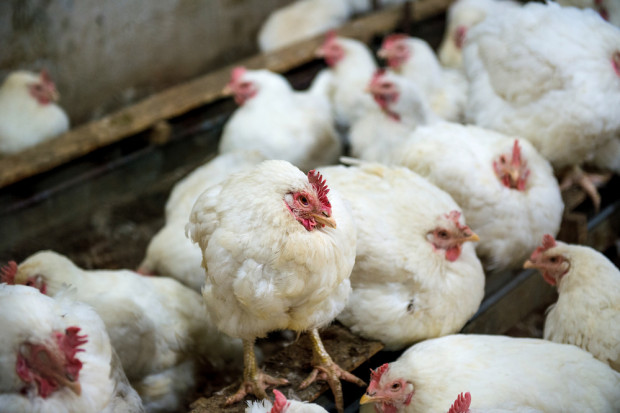 Fot. Shutterstock Ptasia grypa sygnałem ostrzegawczym dla polskiego drobiarstwa