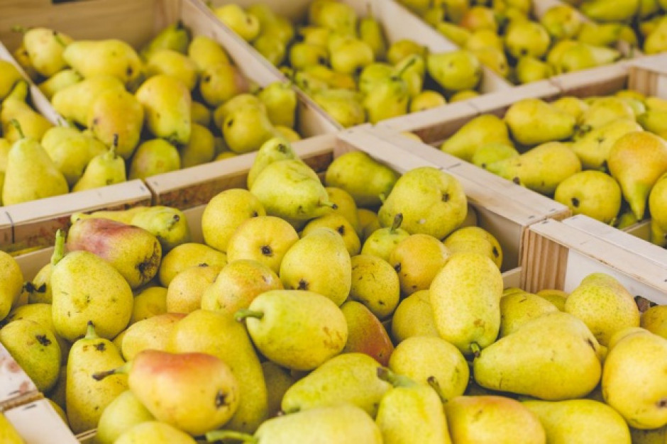 fot. shutterstock Gruszki spod Grójca w ofercie sieci Carrefour w ramach oferty