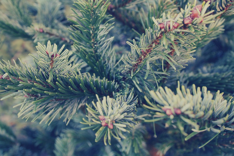 Podkarpackie: Sprzedano już 4 tys. świerków z leśnych plantacji
