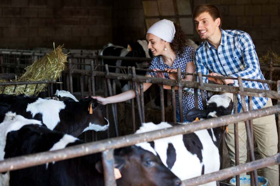 Fot. shutterstock Producenci bydła i trzody chlewnej dostaną 22,6 mln euro pomocy unijnej