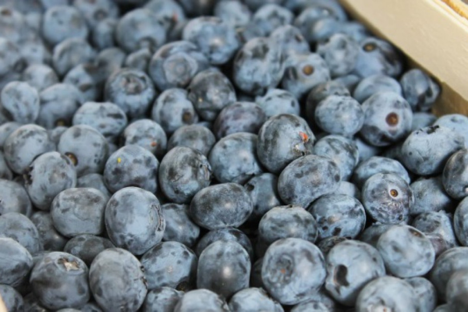 fot. shutterstock Polish Berry Cooperative: Chcemy, by polska borówka była naszą eksportową wizytówką