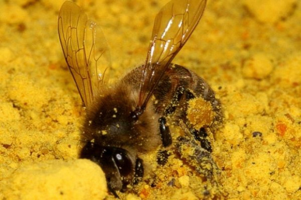 Fot. Shutterstock Drony wielkości owadów jako zapylacze roślin