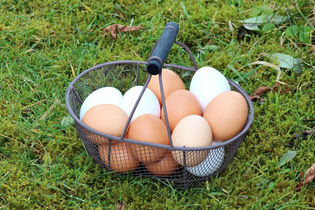 fot. shutterstock KIPDiP: Wyższa cena jaj z wolnego wybiegu jest sprawiedliwa