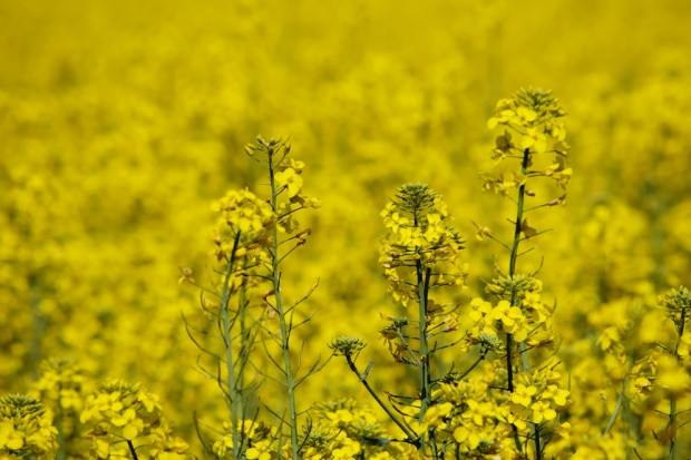 Fot. shutterstock Znaczny wzrost ceny rzepaku