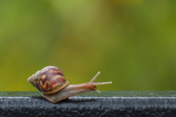 fot. shutterstock Polish Snail Holding poszukuje nowych metod pozyskiwania śluzu ślimaków
