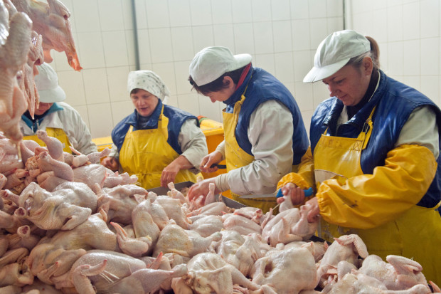 fot. shutterstock Ukraina coraz poważniejszym rywalem dla polskiego drobiarstwa