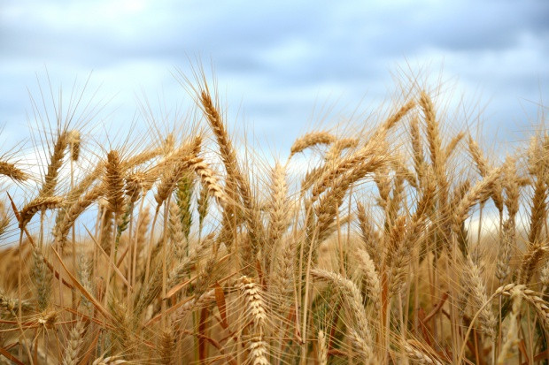 Fot. Shutterstock Izba Zbożowo-Paszowa: mała podaż ziarna zbóż
