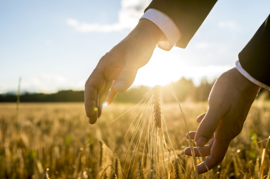 fot. shutterstock USDA: Więcej soi i rzepaku, mniej pszenicy i kukurydzy
