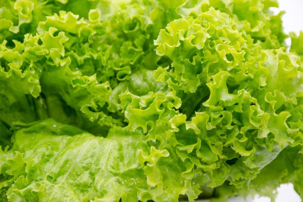 Fot. Shutterstock W Stanach Zjednoczonych wycofano ze sprzedaży mieszanki sałat, w których znaleziono martwe nietoperze