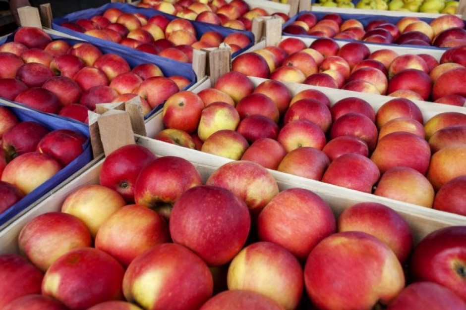 TRSK: Większość produkcji jabłek jest nieopłacalna
