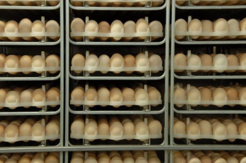 W 2016 r. kura nioska zniosła średnio 219 jaj