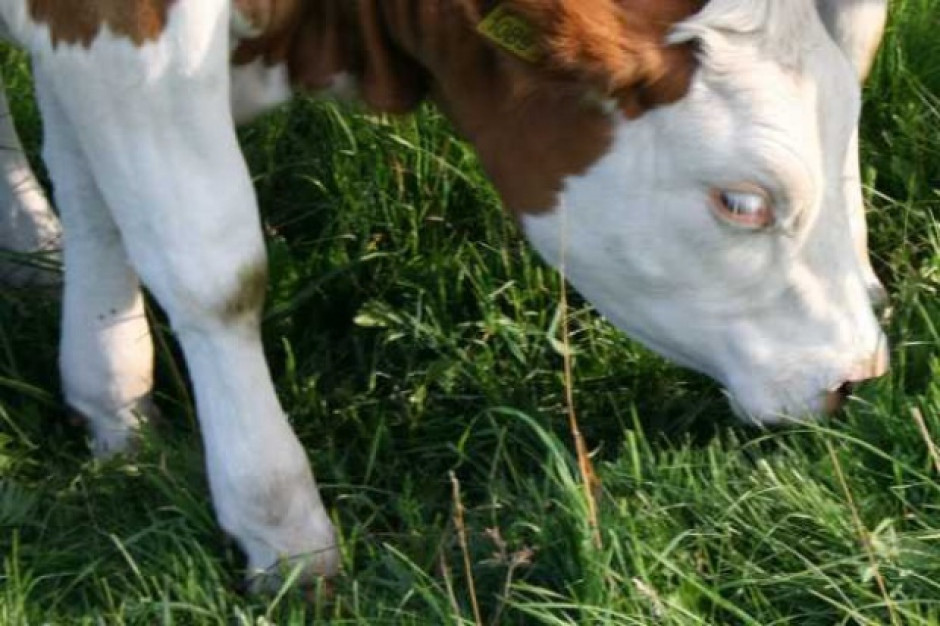 OSM Łowicz stawia na produkcję mleka przy użyciu pasz niezawierających GMO