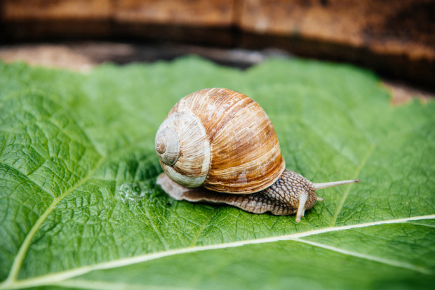 fot. shutterstock Śluz ślimaków może zahamować rozwój bakterii Salmonella