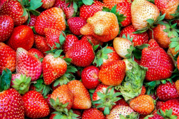 fot. shutterstock Są szanse na wysokie ceny truskawek w nadchodzącym sezonie