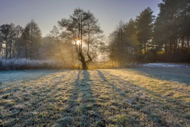 fot. shutterstock Straty w uprawach przez przymrozki mogą być spore