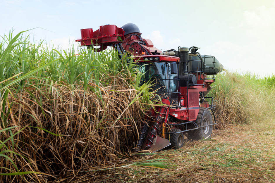 Fot. shutterstock Portugalia: Rekordowa produkcja trzciny cukrowej