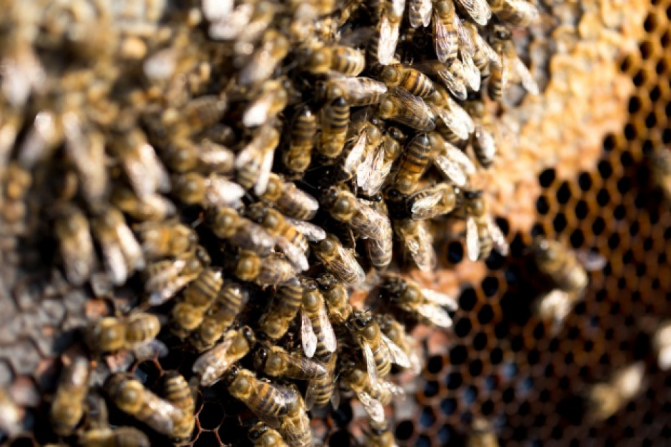 W Kotlinie Jeleniogórskiej masowo wyginęły rodziny pszczele