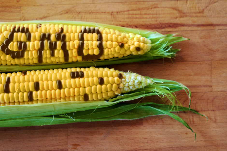 Rośnie areał upraw GMO na świecie