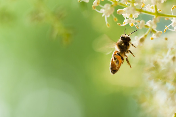fot. shutterstock Polacy niewiele wiedzą na temat pszczół