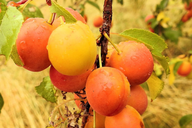 fot. pixabay.com Będzie znacznie mniej polskich moreli, brzoskwiń, czereśni, wiśni i śliwek. Owoce będą droższe