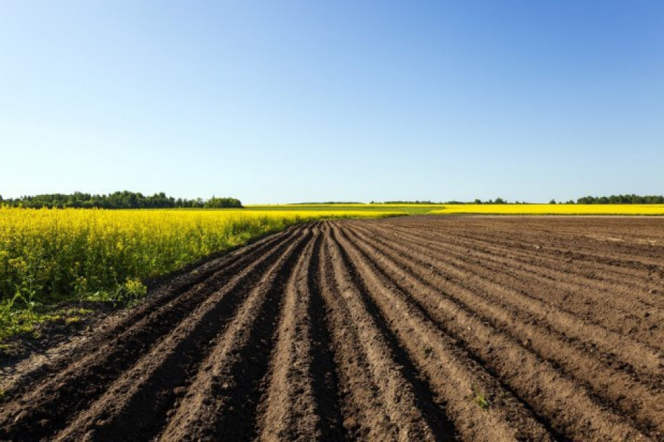 fot. shutterstock Raport IERiGŻ: Koniunktura w rolnictwie
