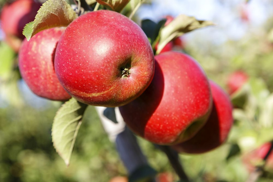 Rynek jabłek w Polsce: Rośnie produkcja, spada spożycie