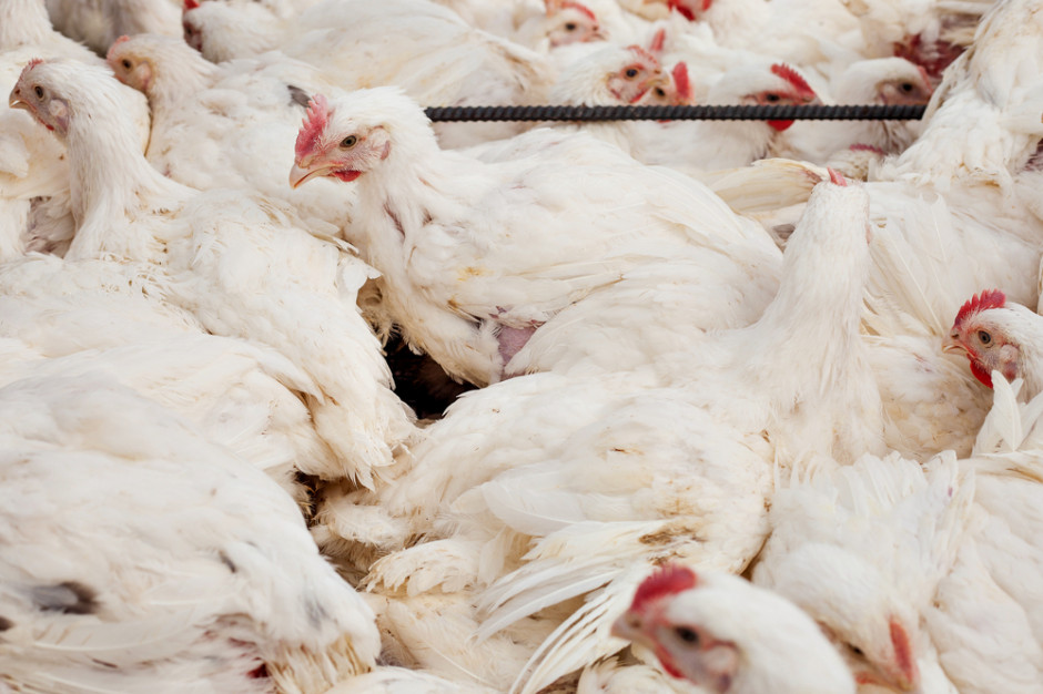 fot. shutterstock Rosną ceny skupu brojlerów oraz mięsa drobiowego
