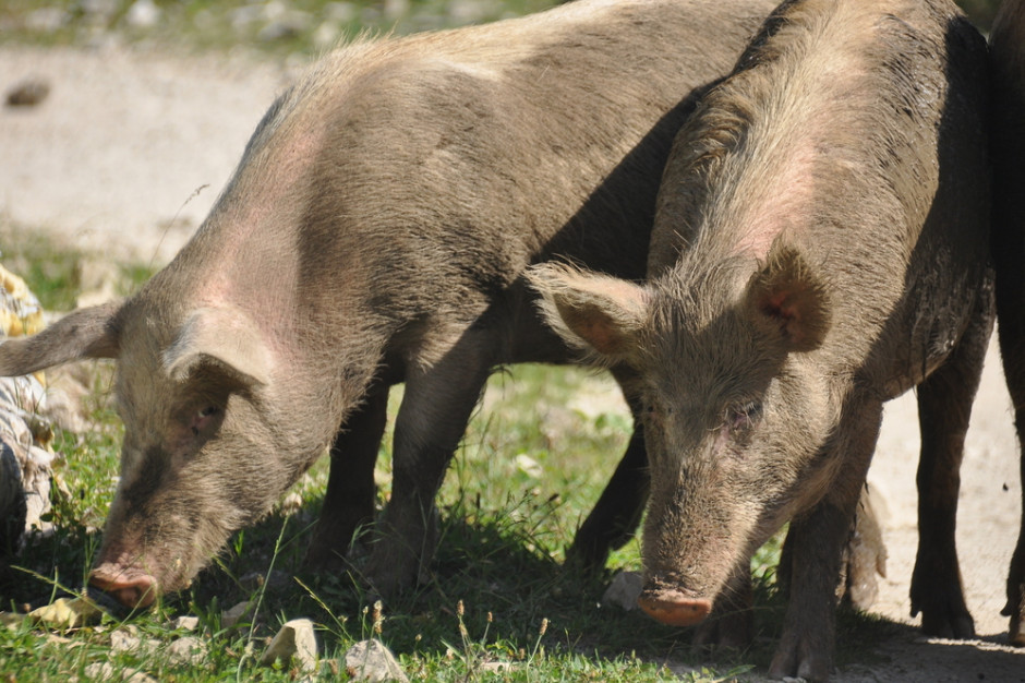 Zakaz stosowania pasz GMO uderzy w polski sektor mięsny