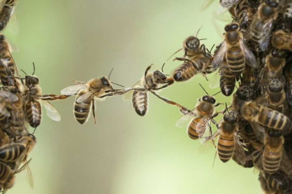 fot. shutterstock Miejskie pasieki znajdują coraz więcej zwolenników - kolejna powstała w Piotrkowie Tryb.
