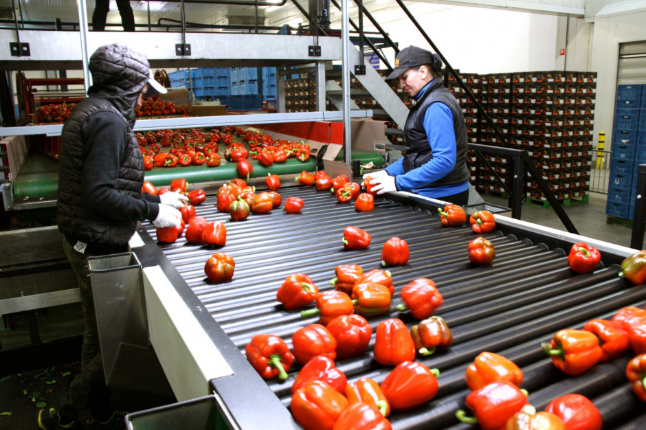 Część pakowalnicza ZON na terenie Fresh Park Venlo, fot. DG-Agri Portalspozywczy.pl z wizytą u producentów warzyw w Belgii i Holandii (zdjęcia+wideo)