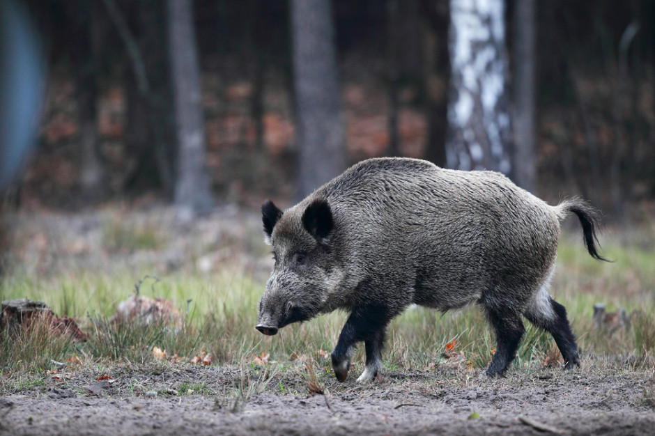 fot. shutterstock Podlaska Izba Rolnicza apeluje w sprawie ASF