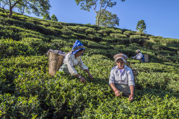 fot. shutterstock Uprawy indyjskiej herbaty Darjeeling pod znakiem zapytania