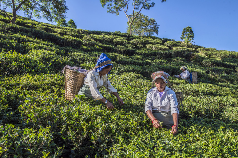 fot. shutterstock Uprawy indyjskiej herbaty Darjeeling pod znakiem zapytania